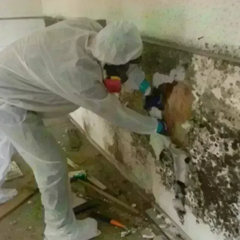 Mold Remediation and Removal in Lucasville, OH